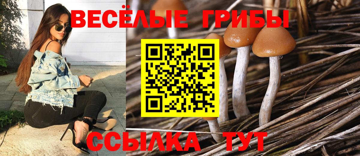 Псилоцибиновые грибы Psilocybe  Вход с VPN  Чехов 